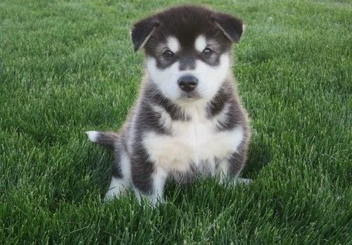 bellissimi cuccioli di razza alaskan malamute