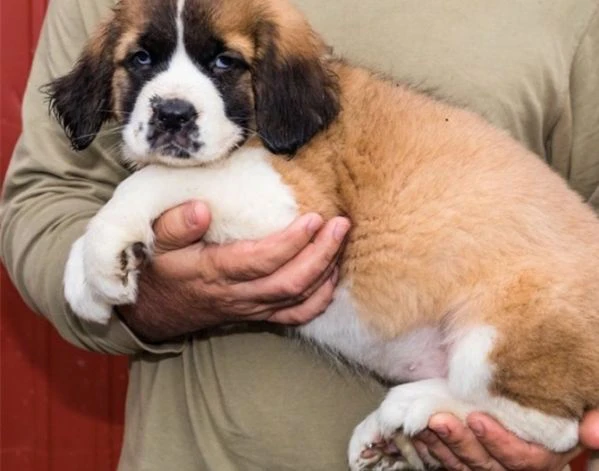 due cuccioli di san bernardo in adozione.