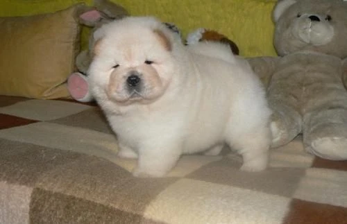 affettuosi cuccioli di chow chow