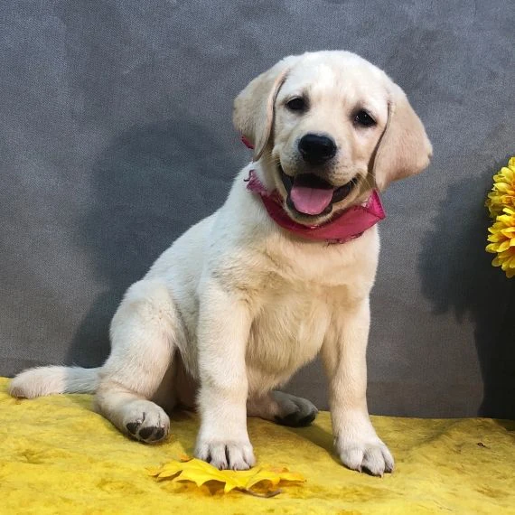 abbiamo due cuccioli di labrador retriever