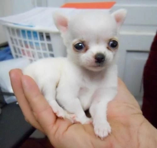 bellissimi cuccioli di chihuahua di 12 settimane