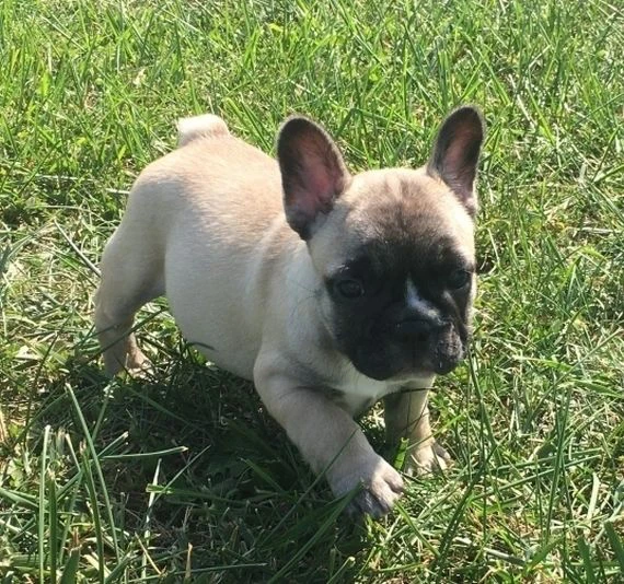 eccezionali cuccioli di bulldog francese.