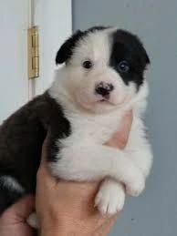 ci sono cuccioli di border collie maschi e femmine.