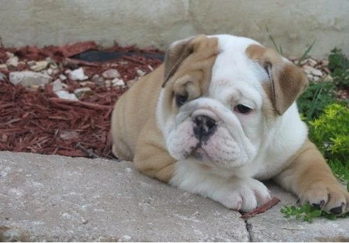 cuccioli di bulldog inglese super adorabili.