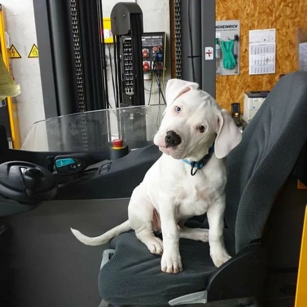 bellissimi cuccioli di dogo argentino