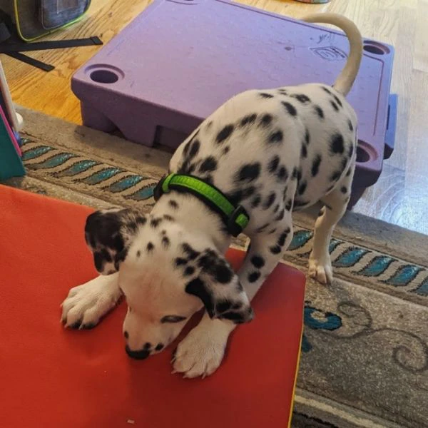 bellissimi cuccioli di dalmata maschi e femmine