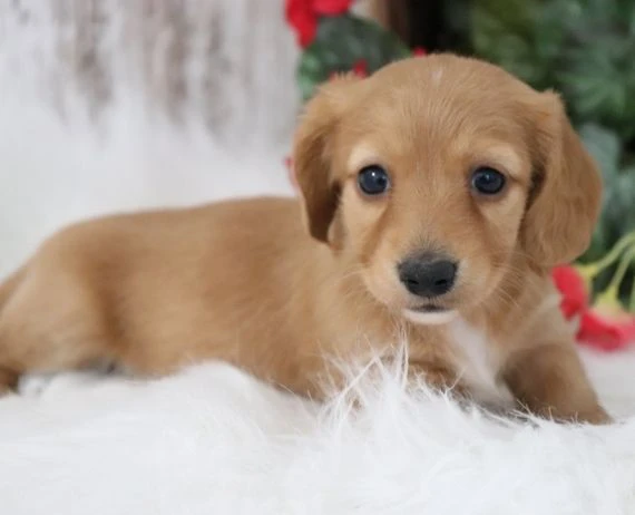 cuccioli di bassotto maschi e femmine da adottare