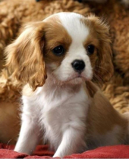 meravigliosi cuccioli di cavalier king charles maschi e femmine