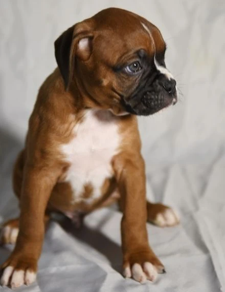 i cuccioli di boxer sono pronti a partire