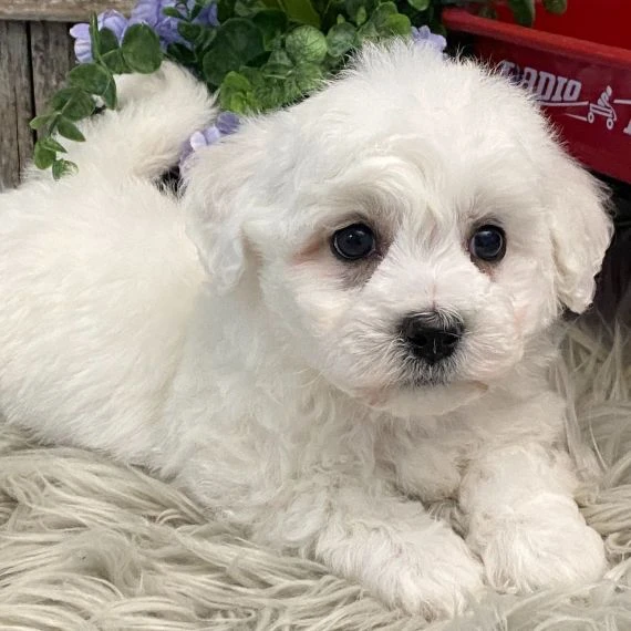 cuccioli di bichon frise in attesa di reinserimento