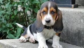 bellissimi cuccioli di basset hound maschi e femmine