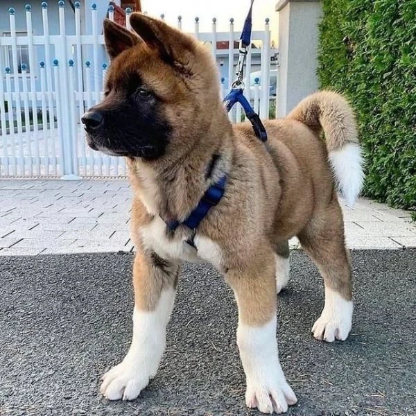 abbiamo due bellissimi cuccioli di akita