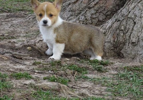 splendidi cuccioli di pembroke welsh corgi.