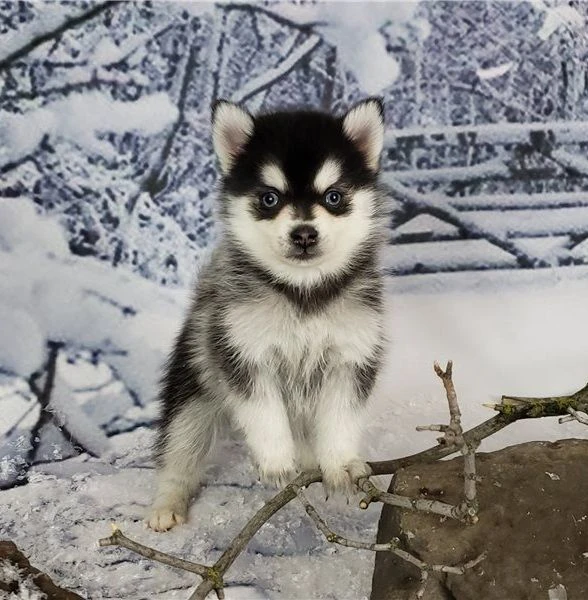 cuccioli pomsky maschi e femmine registrati