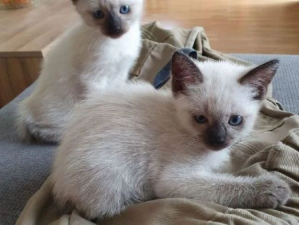 siamese tradizionali gattini