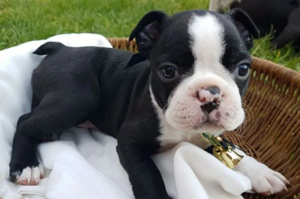 cuccioli di boston terrier da adottare