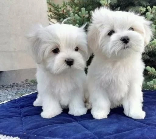 cuccioli di bichon maltese