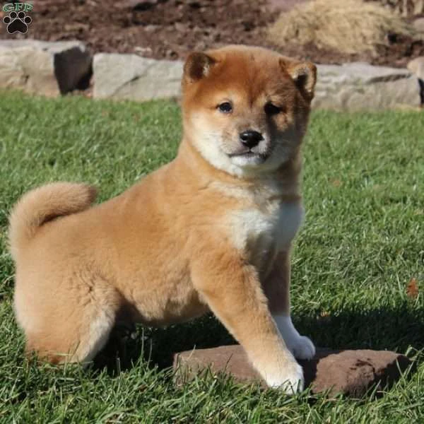 cuccioli di shiba inu maschi e femmine