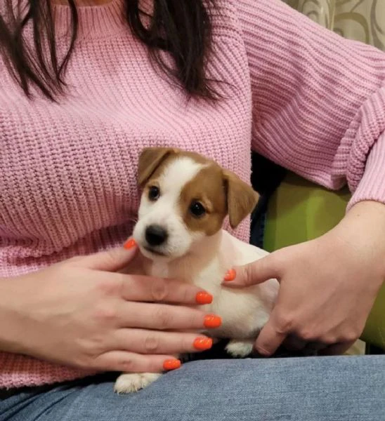 regala cuccioli di jack russel | Foto 0