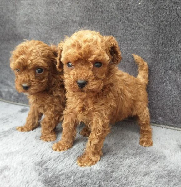 regala cuccioli di barboncino | Foto 1