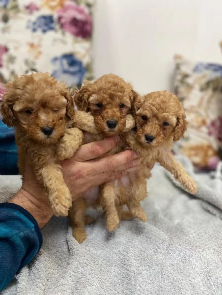 regala cuccioli di barboncino | Foto 0