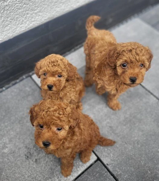 regala cuccioli di barboncino