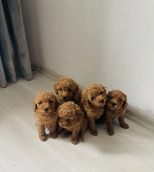 cuccioli di barboncino toy regalo | Foto 1