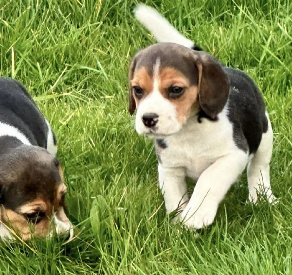 cuccioli di beagle in regalo | Foto 2