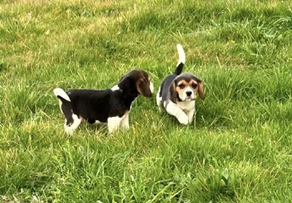 cuccioli di beagle in regalo | Foto 1