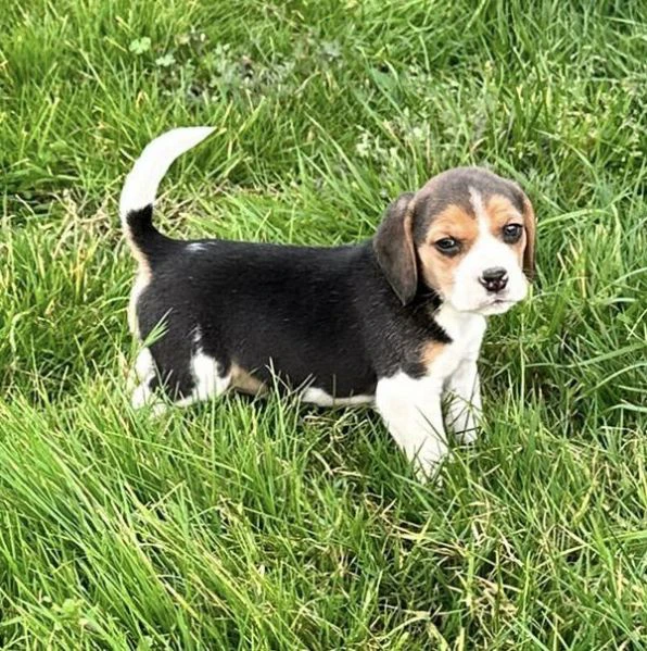 cuccioli di beagle in regalo