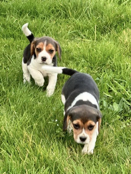 cuccioli di beagle in regalo | Foto 0