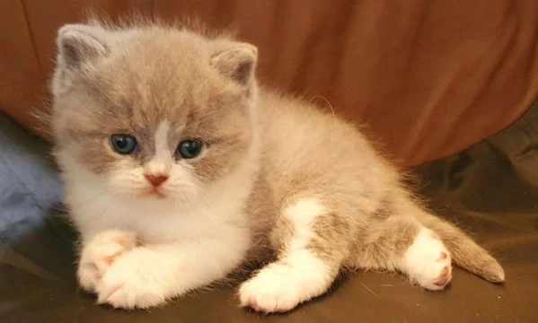 cuccioli british shorthair con pedigree  | Foto 3