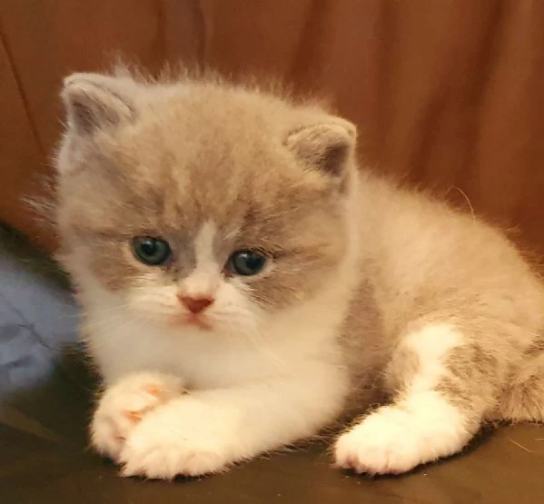 cuccioli british shorthair con pedigree  | Foto 0