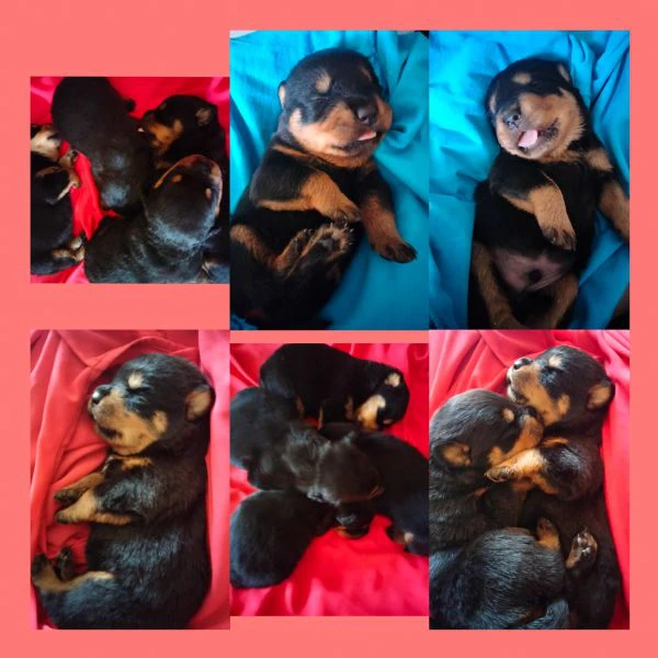 cucciolata di rottweiler puri 