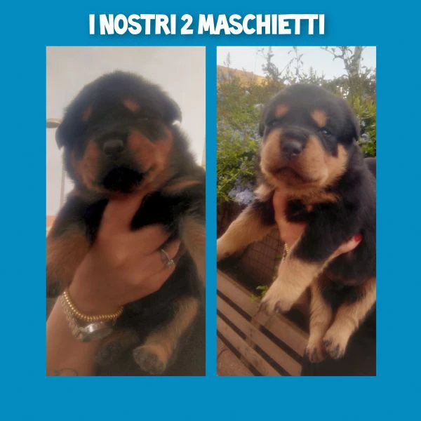 cucciolata di rottweiler  | Foto 1