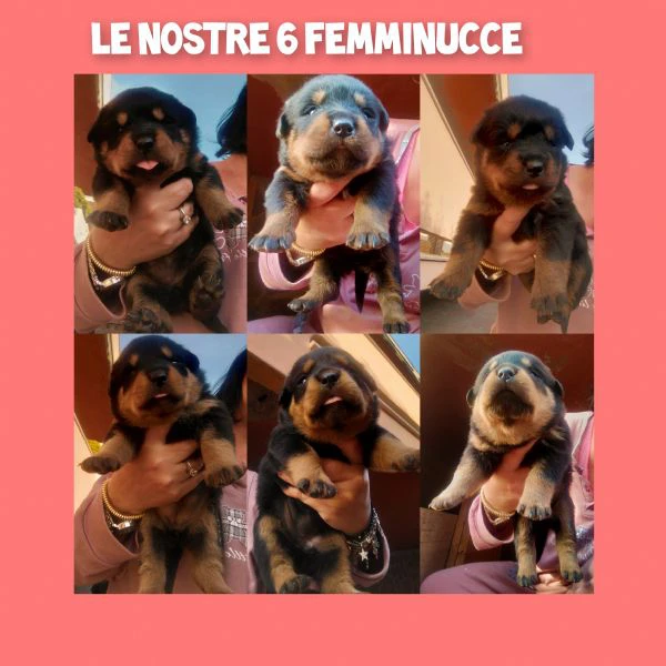 cucciolata di rottweiler  | Foto 0