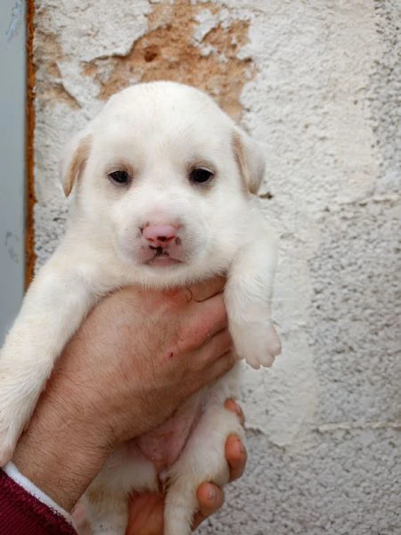 cuccioli in regalo | Foto 6