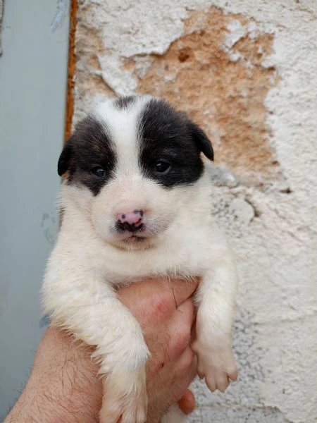 cuccioli in regalo | Foto 0