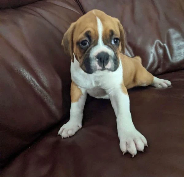 bellissimi cuccioli di boxer