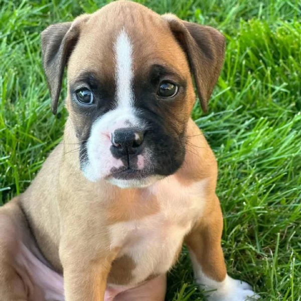 cuccioli di boxer di 3 mesi