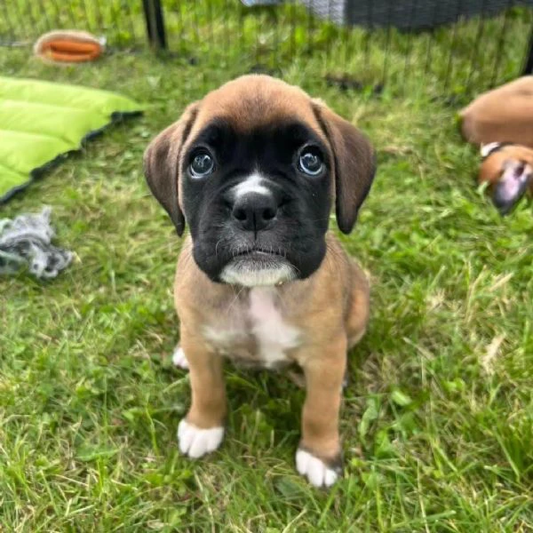 cuccioli di boxer di 3 mesi!! | Foto 0