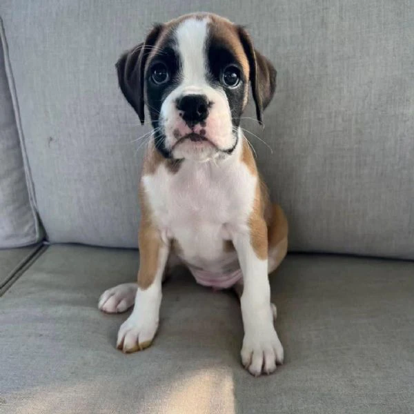 cuccioli di boxer di 3 mesi!!