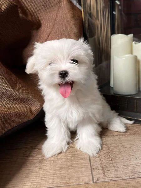 maschio e femmina maltese