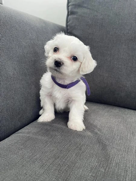 due maltese cuccioli