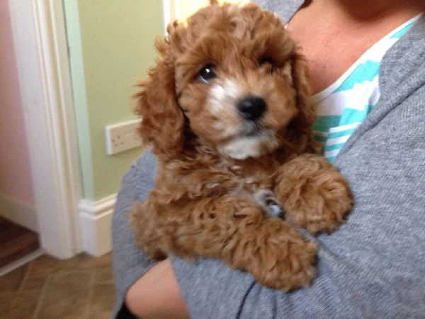 cuccioli di cavapoo