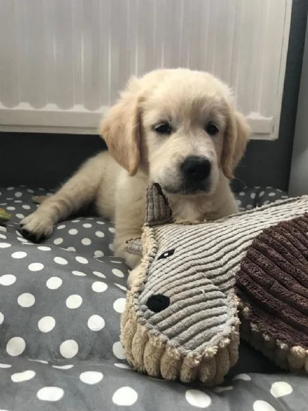 cuccioli di golden retriever 