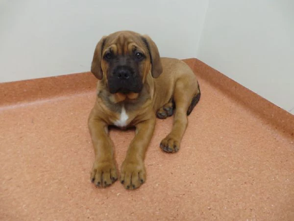 cuccioli di bull mastiff