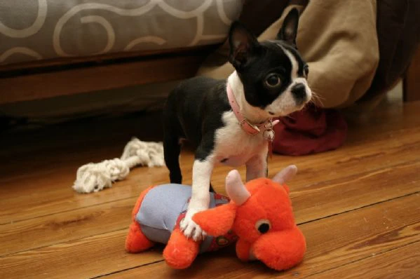 disponibili cuccioli di boston terrier 