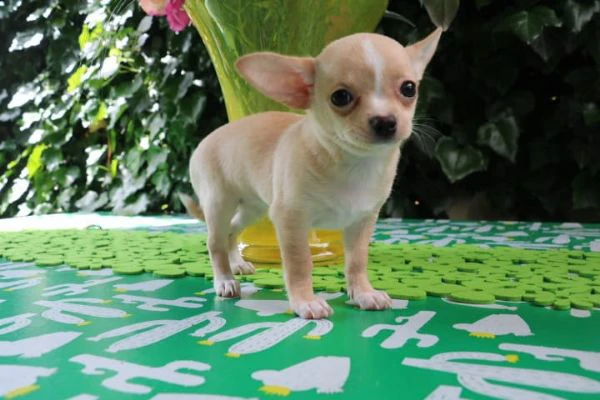 chihuahua toy cuccioli