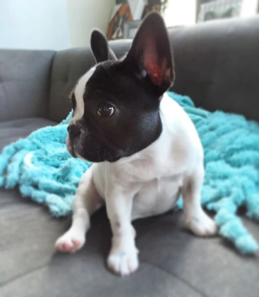 stupendi cuccioli di bouledogue francese 